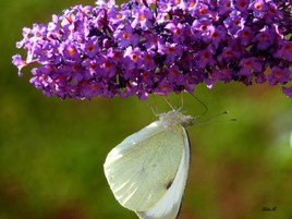 Papillon blanc du chouchou