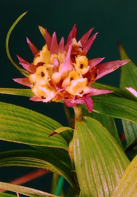 Orchidée équatorienne