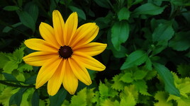 la symbolique des fleurs