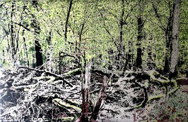 Forêt de Saint Ambreuil en Bourgogne