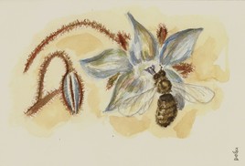 La bourrache et l'abeille