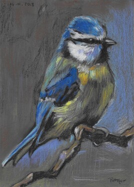 M&eacute;sange bleue