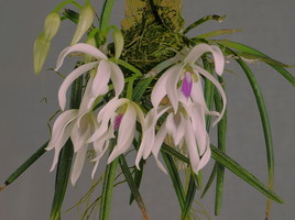 Leptoted bicolor