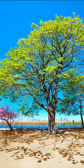 Un printemps &agrave; New York 5