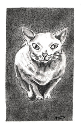 La nuit tous les chats sont gris