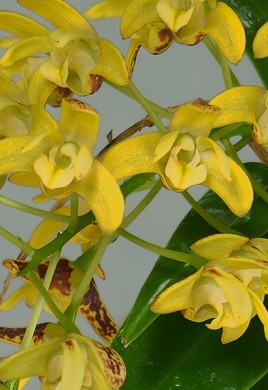 Orchidée australienne
