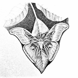 Le bombyx de l’ailante (Philosamia cynthia) / Drawing : a night butterfly, the Samia Cynthia