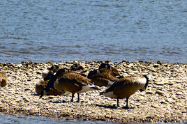 Rassemblement de Bernache du Cananda