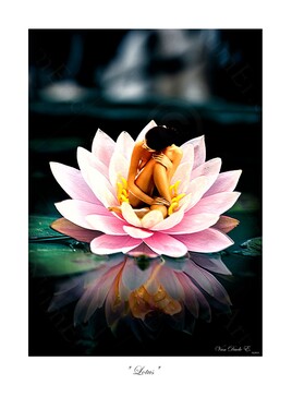 "Lotus"