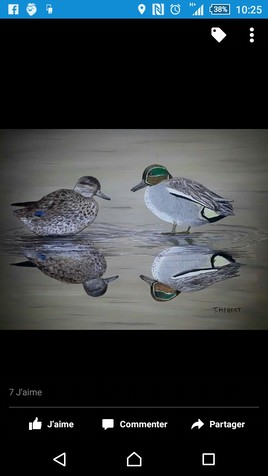 Couple de sarcelles d hiver