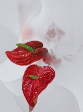 SYLLA, MON ANTHURIUM