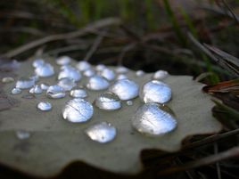 Goutte(r) aux merveilles de la nature...