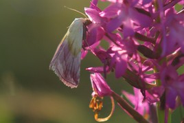 Phycita roborella sur orchidee...