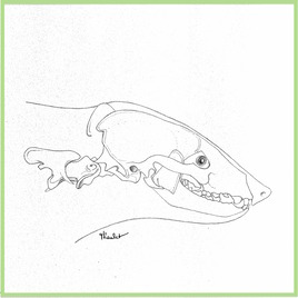 Crâne d’un blaireau (Meles miles) 1/2 / Drawing Badger’s skunk 1/2