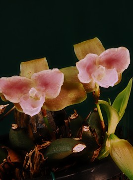 Orchidée de Panama.