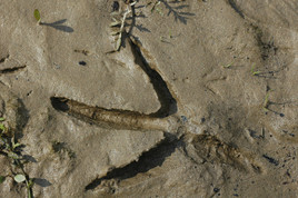 le pas de la mouette