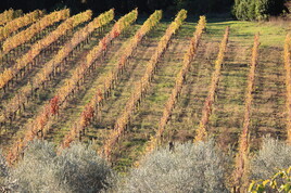 Vignes italiennes