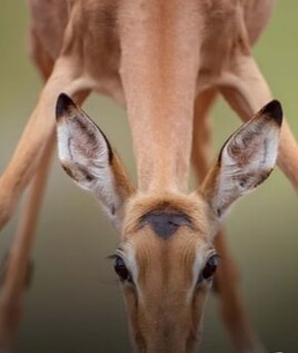 Fio. Impala s'abreuvant.