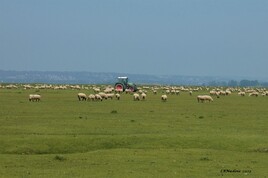 les moutons de St Michel :)