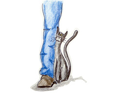 Chat calin