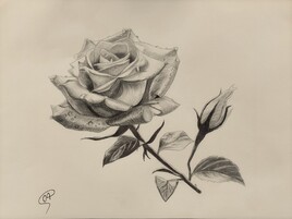 Rose au crayon Rose au crayon