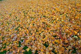 tapis de feuilles