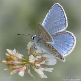 Papillon Polyommatus icarus (Argus bleu)