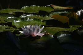 Lotus dans l'ombre