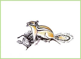 Le tamia de Sibérie (Tamias sibiricus) / Drawing A chipmunk