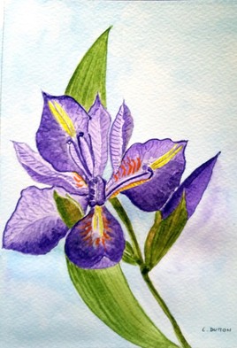 Iris solitaire
