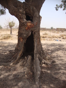 le creux du baobab