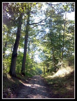 Forêt de Rambouillet à Cernay la ville (photo perso)