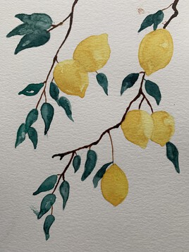 Branche de citronnier