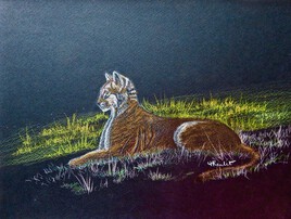 Puma (Puma concolor) aux aguets / Drawing A mountain lion watching