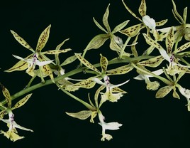 Orchidée de Panama et du Costa Rica.