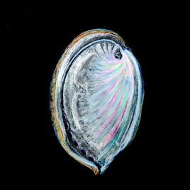 Ormeau (Haliotis niloticus) 2/2 / Painting An abalone seashell