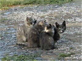 les chats vivent en  solitaires ?!  ah bon ? :)