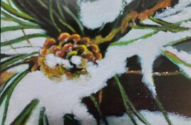 Fruits des conifères