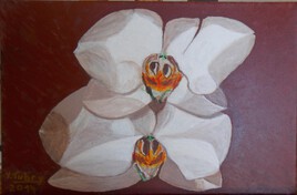 Orchid&eacute;es - 2014