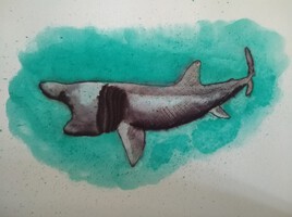 Requin baleine