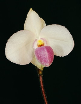Orchidée du Tonkin redécouverte
