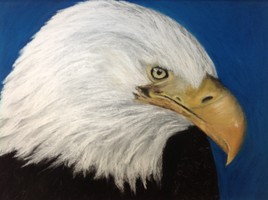 Aigle &agrave; t&ecirc;te blanche