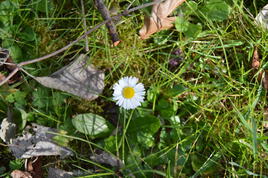 Petite Margueritte