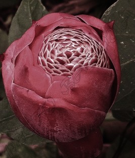 Rose de Porcelaine