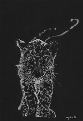 Jeune léopard