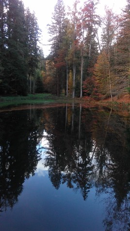 reflet d'automne