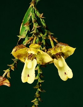Orchidée du Burundi