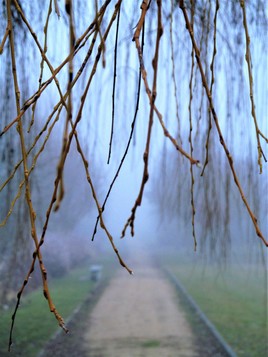 Ouverture vers le brouillard