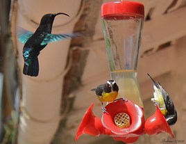 colibri 2