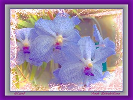 Vanda Rothschildiana - Orchidée